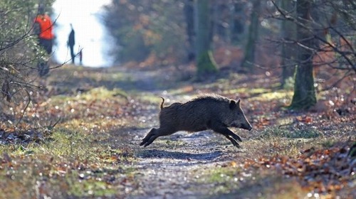 Activités en forêt : PRUDENCE !