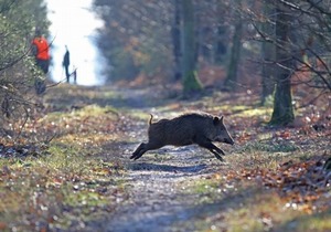 Activités en forêt : PRUDENCE !